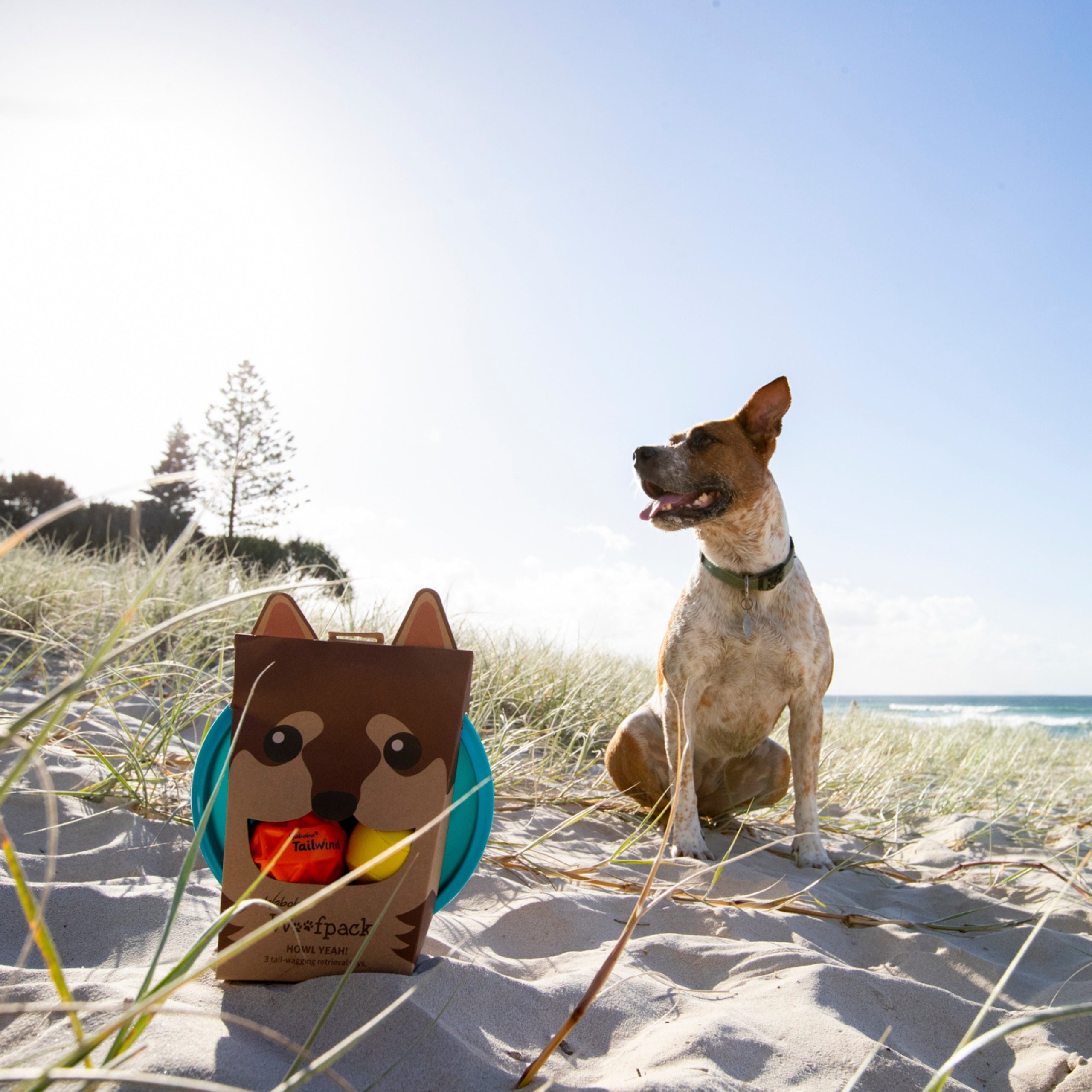 Zestaw zabawek dla psa BV JACOB COMPANY na plaży obok siedzącego psa w słoneczny dzień