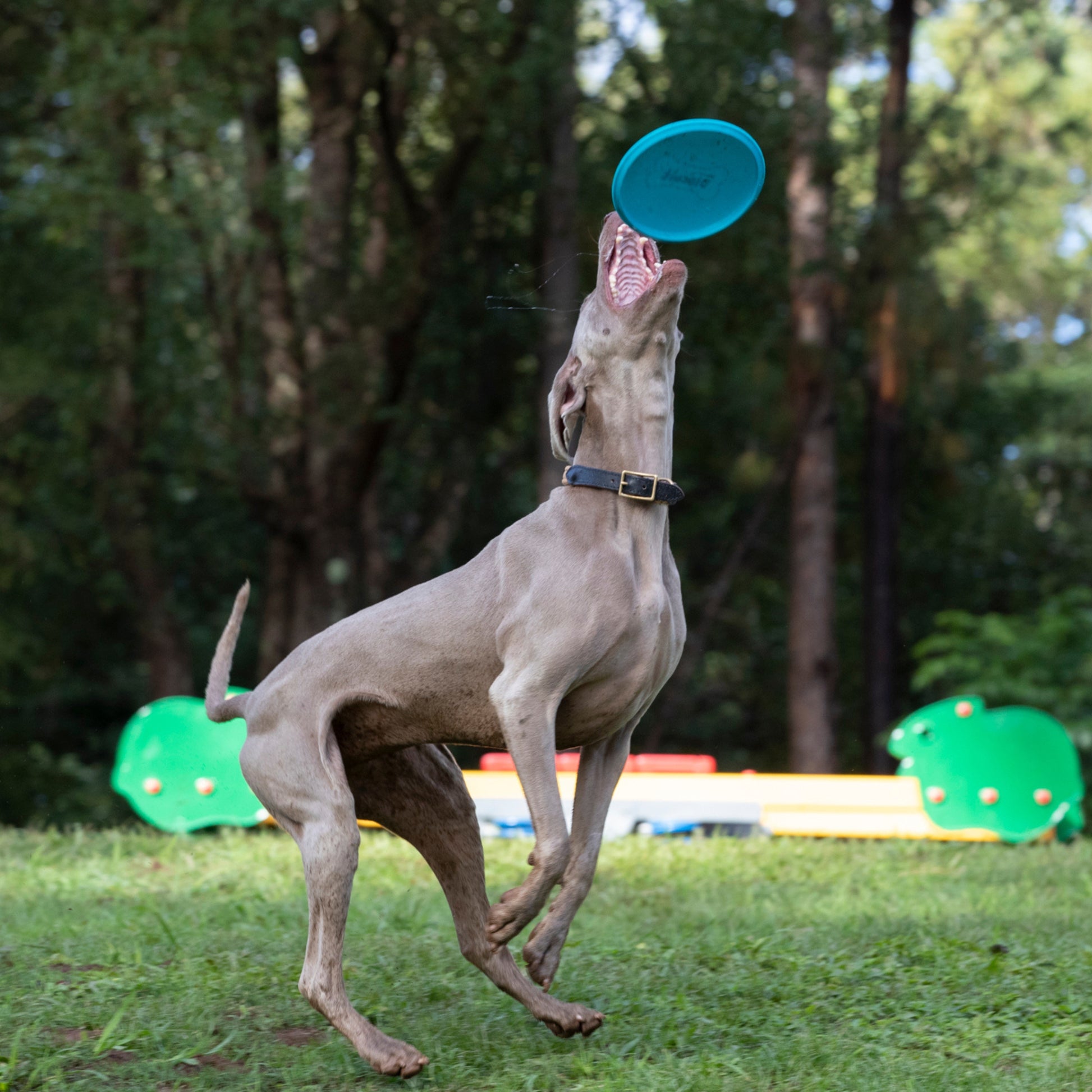Pies skaczący w parku, łapiący niebieski frisbee zestaw zabawek dla psa