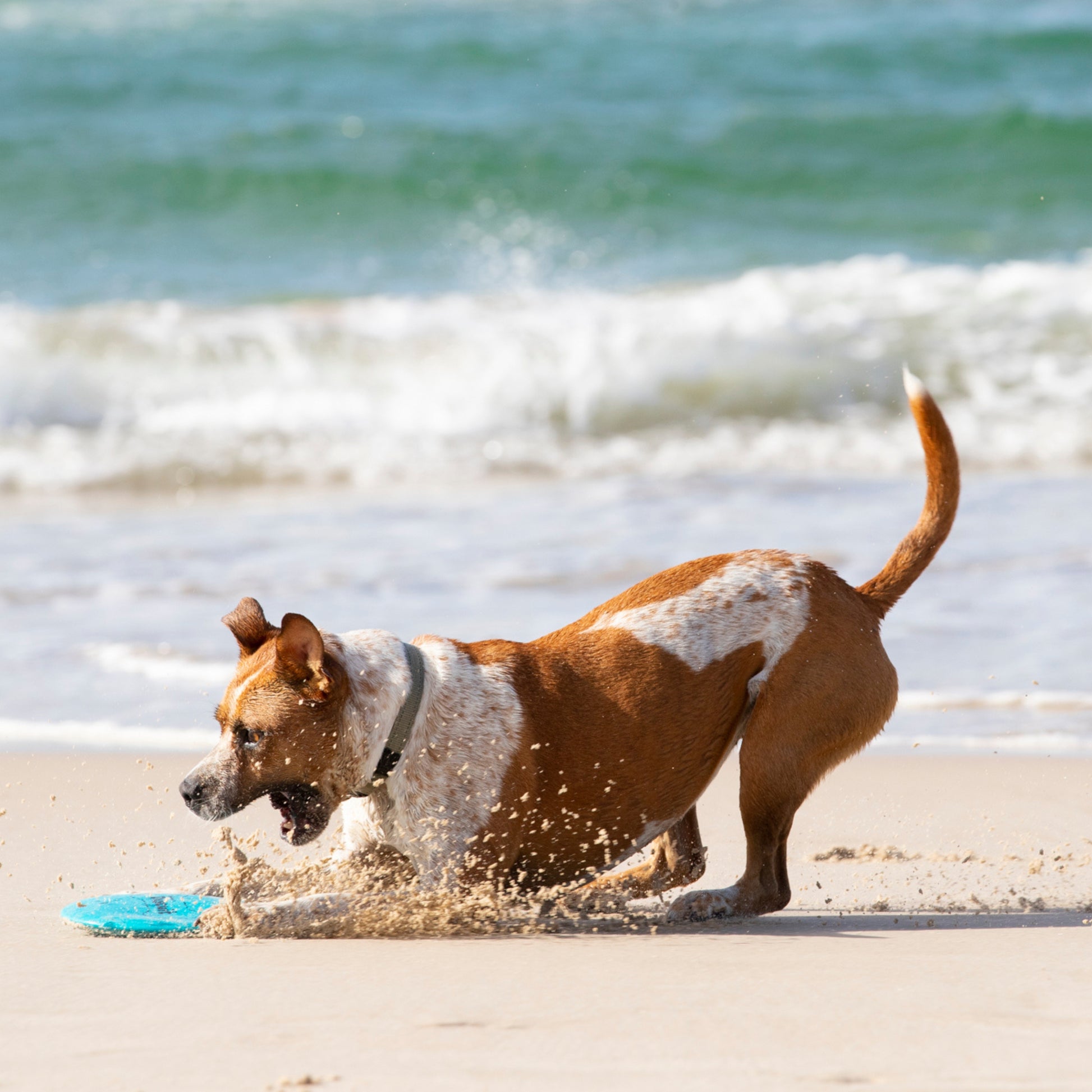 Brązowo-biały pies bawiący się na plaży z frisbee w zestawie zabawek dla psa