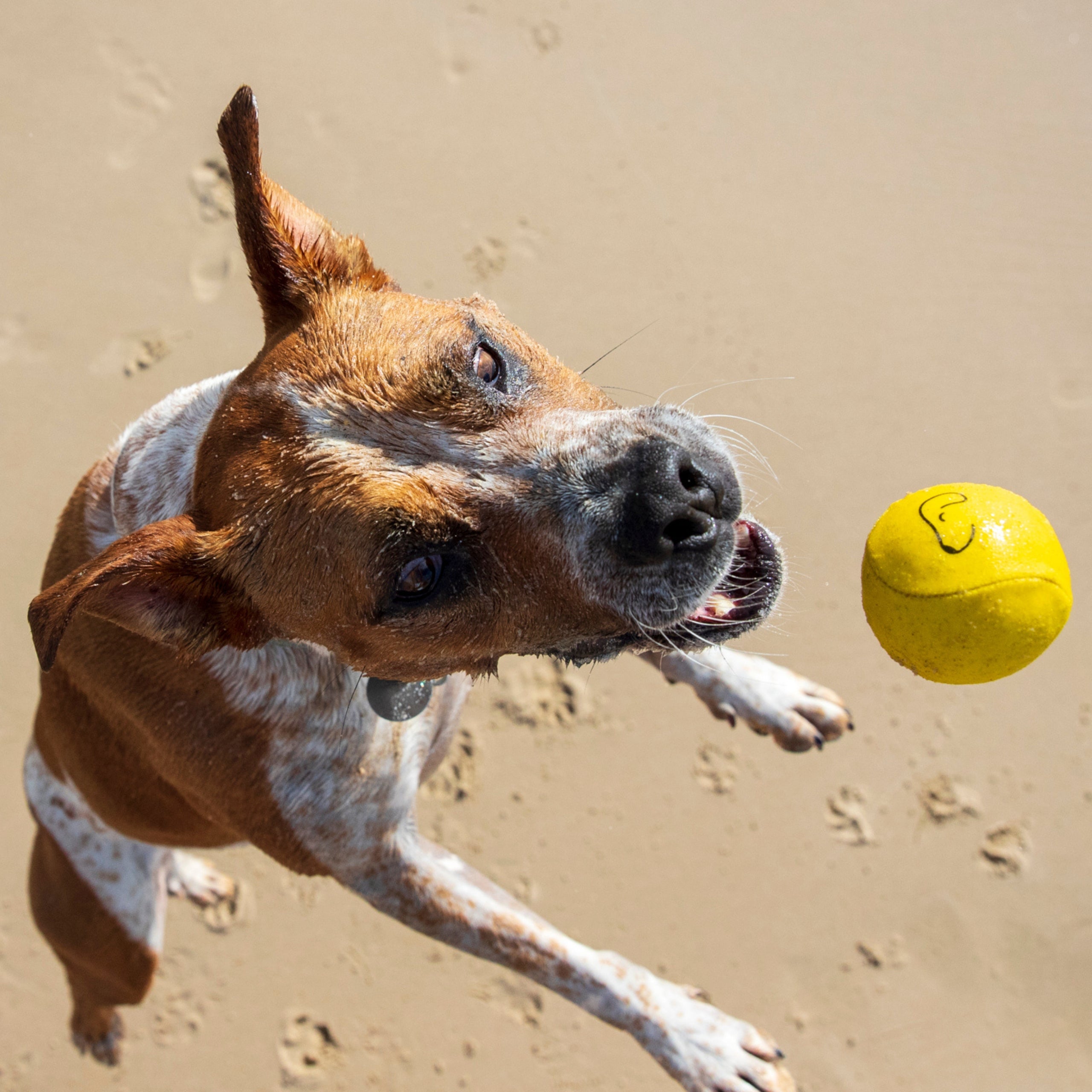 Zabiegany pies skaczący na plaży próbujący złapać żółtą piłkę zestaw zabawek dla psa