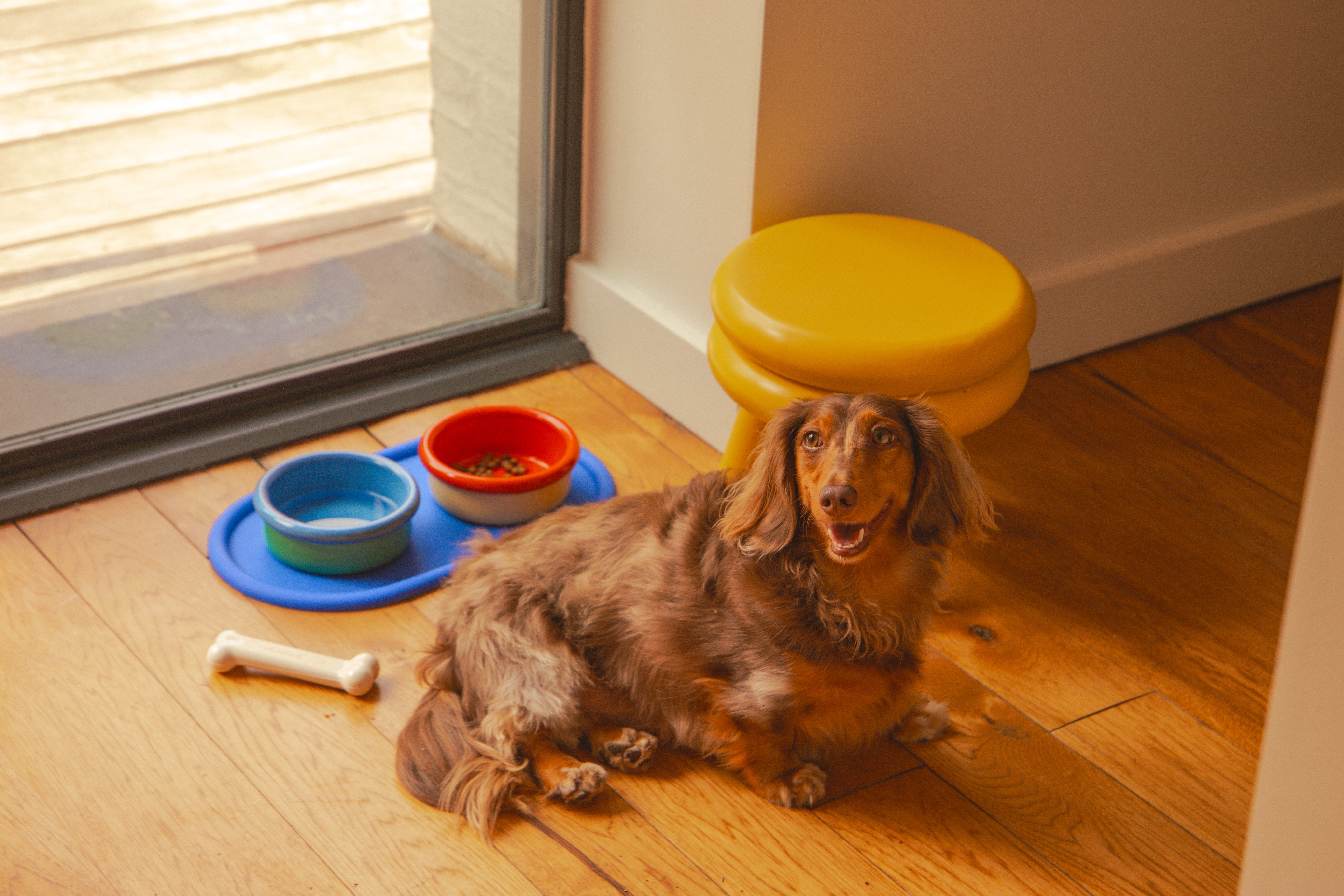 Zestaw miseczek dla zwierząt Areaware z posiłkiem dla psa obok długowłosego psa na drewnianej podłodze
