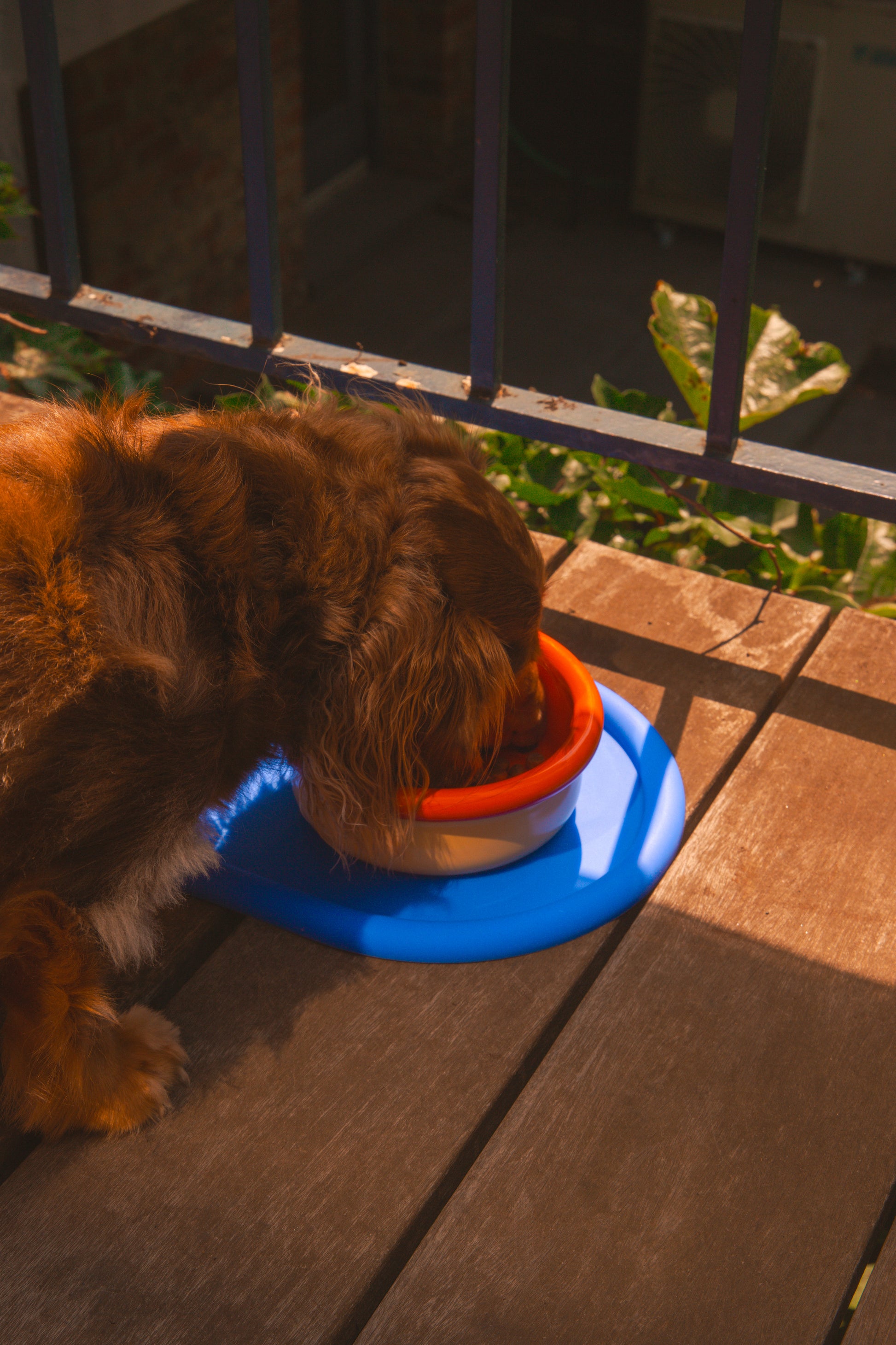 Zestaw miseczek dla zwierząt Areaware z kolorowymi miskami na drewnianym tarasie z psem pijącym wodę