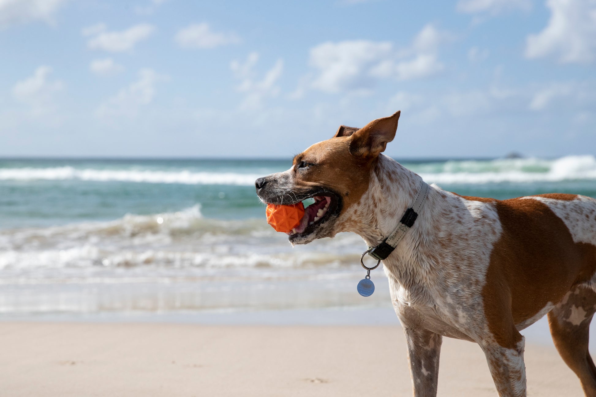 Pies trzymający pomarańczową piłkę na plaży zestaw zabawek dla psa BV JACOB COMPANY