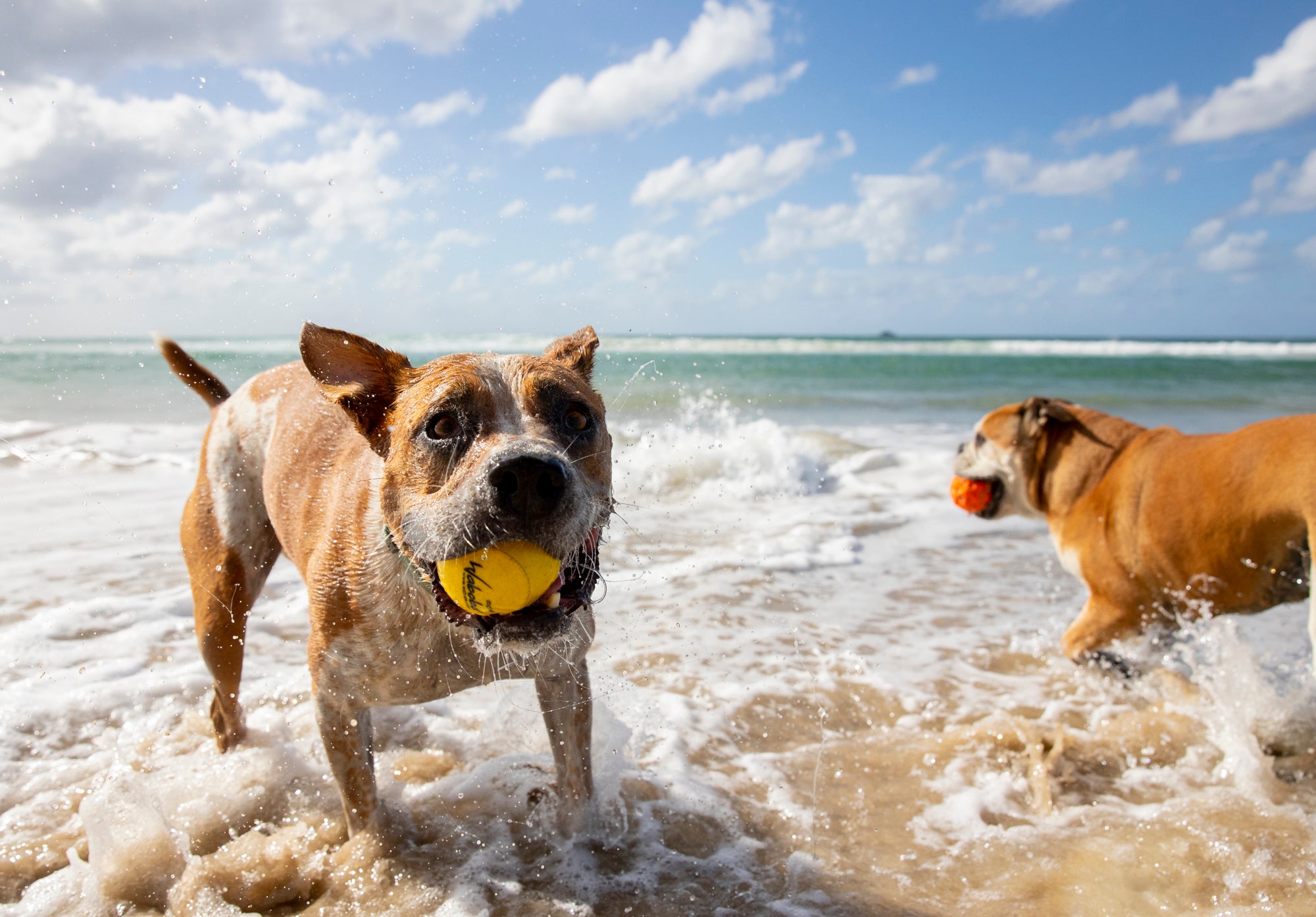 Zestaw zabawek dla psa z piłkami do aportowania na plaży, psy bawiące się w wodzie