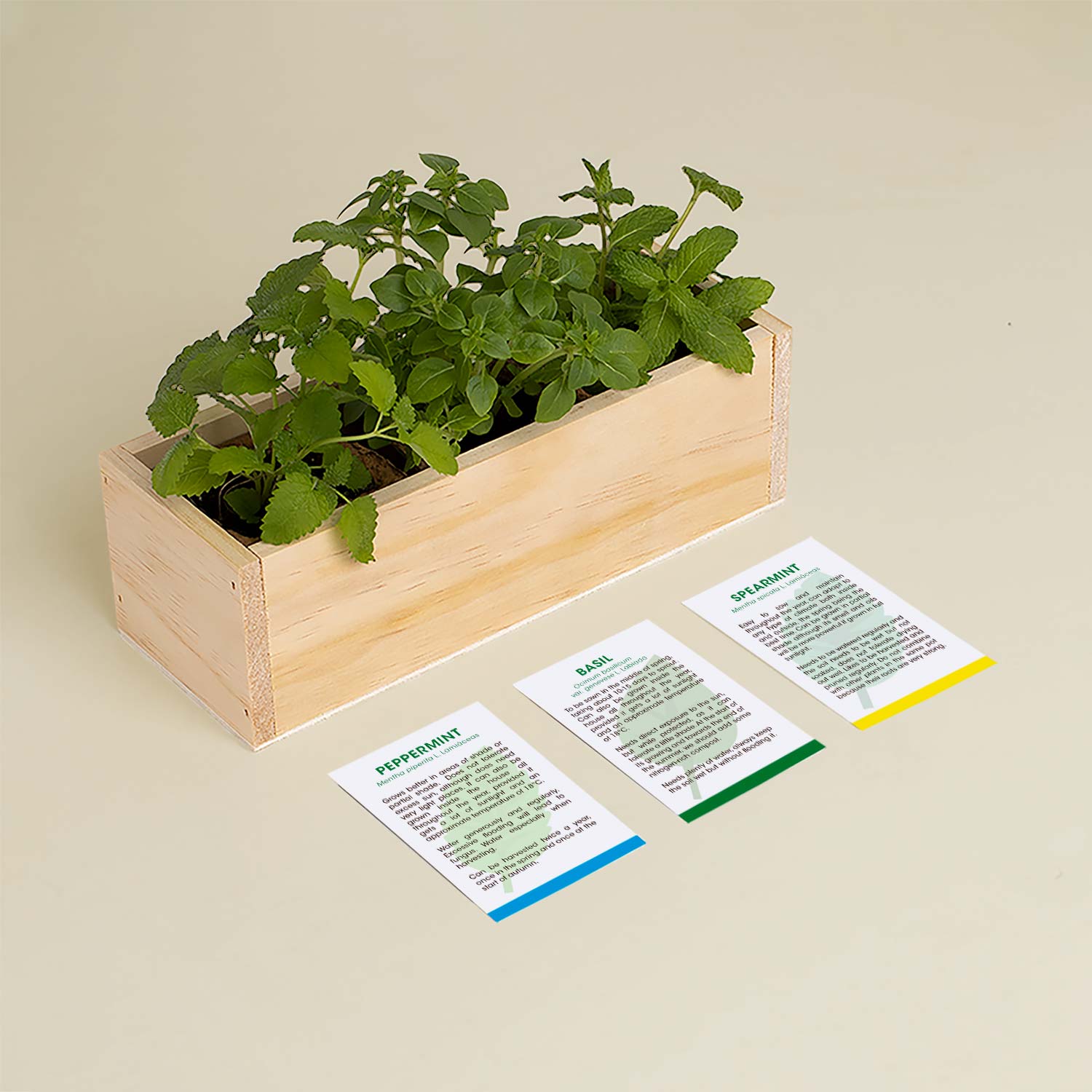 Mojito – zestaw do uprawy ziół Resetea (mięta pieprzowa, bazylia, mięta zielona)