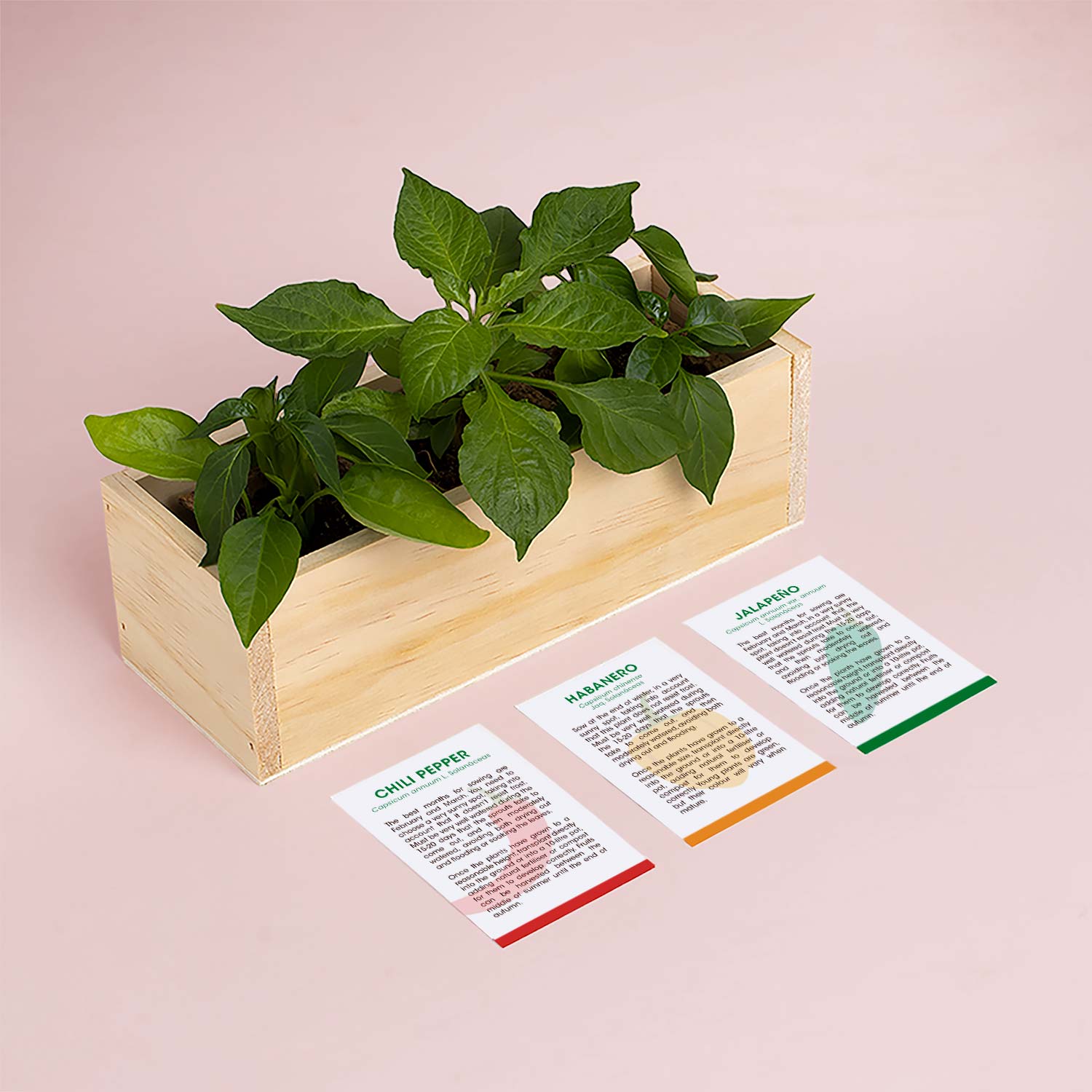 Spicy – zestaw do uprawy papryczek Resetea (chili, habanero, jalapeño)