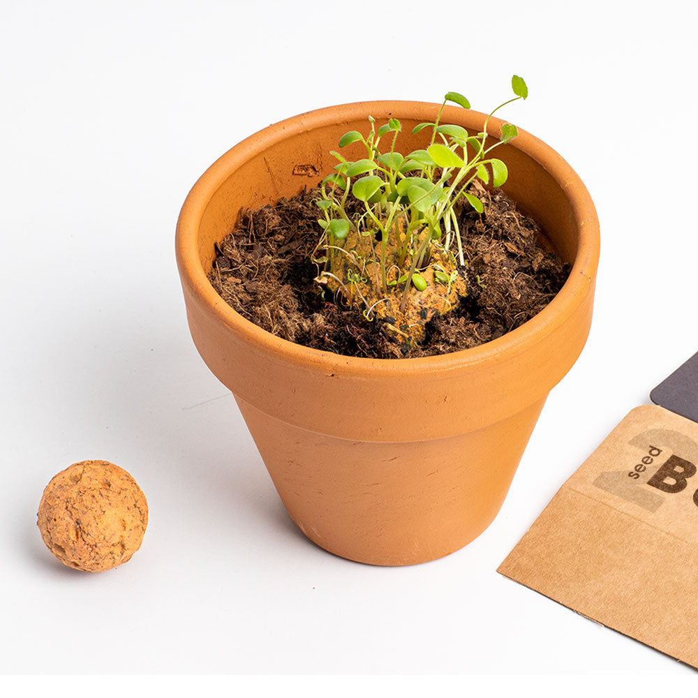 Biodiversity Bombs Resetea– Wild Orange Flowers