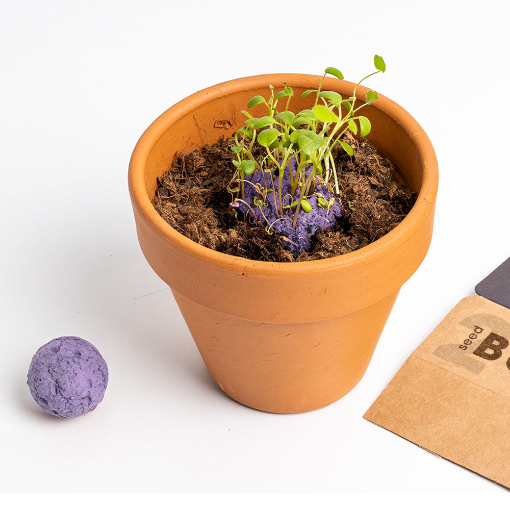 Biodiversity Bombs Resetea– Wild Purple Flowers