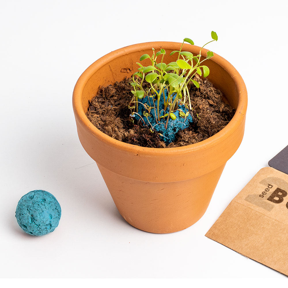 Biodiversity Bombs Resetea– Atlantic Garden