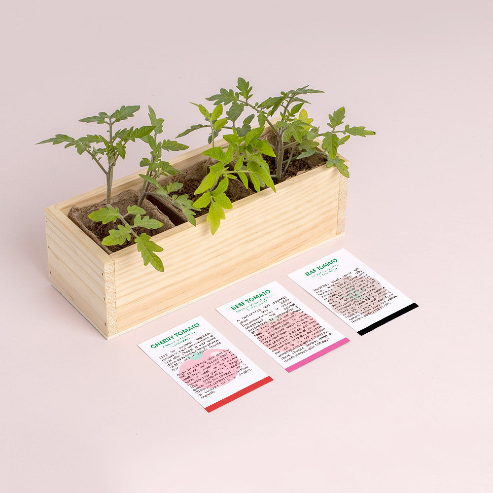 Mini ogród Resetea – Pomidory