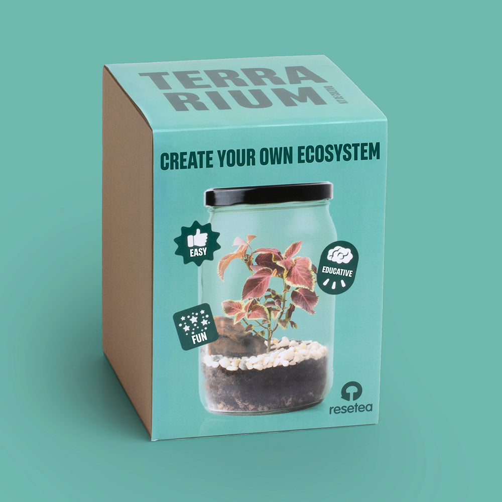 Terrarium w słoiku Resetea