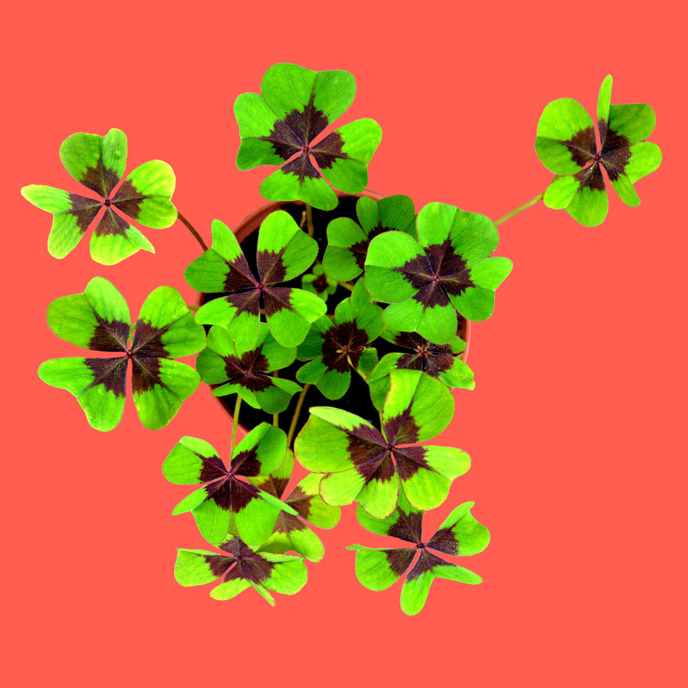 Good Luck – zestaw do uprawy czterolistnej koniczyny Resetea