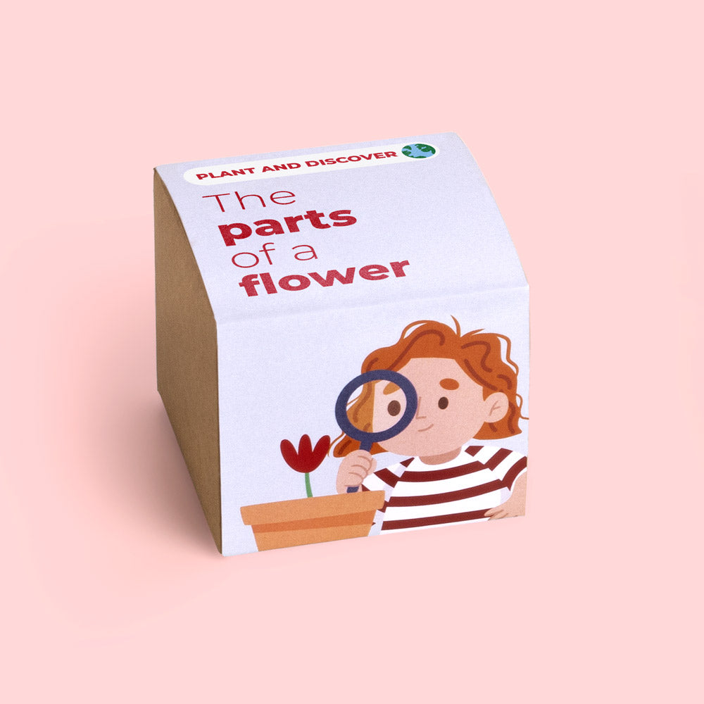 Plant and Discover Resetea – Części kwiatu