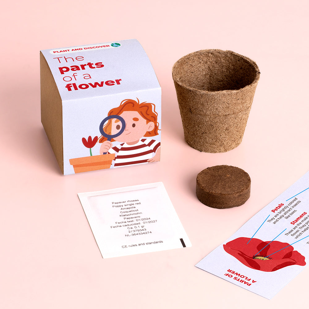 Plant and Discover Resetea – Części kwiatu