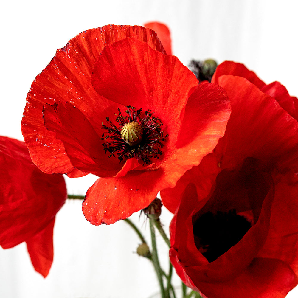 Plant and Discover Resetea – Części kwiatu