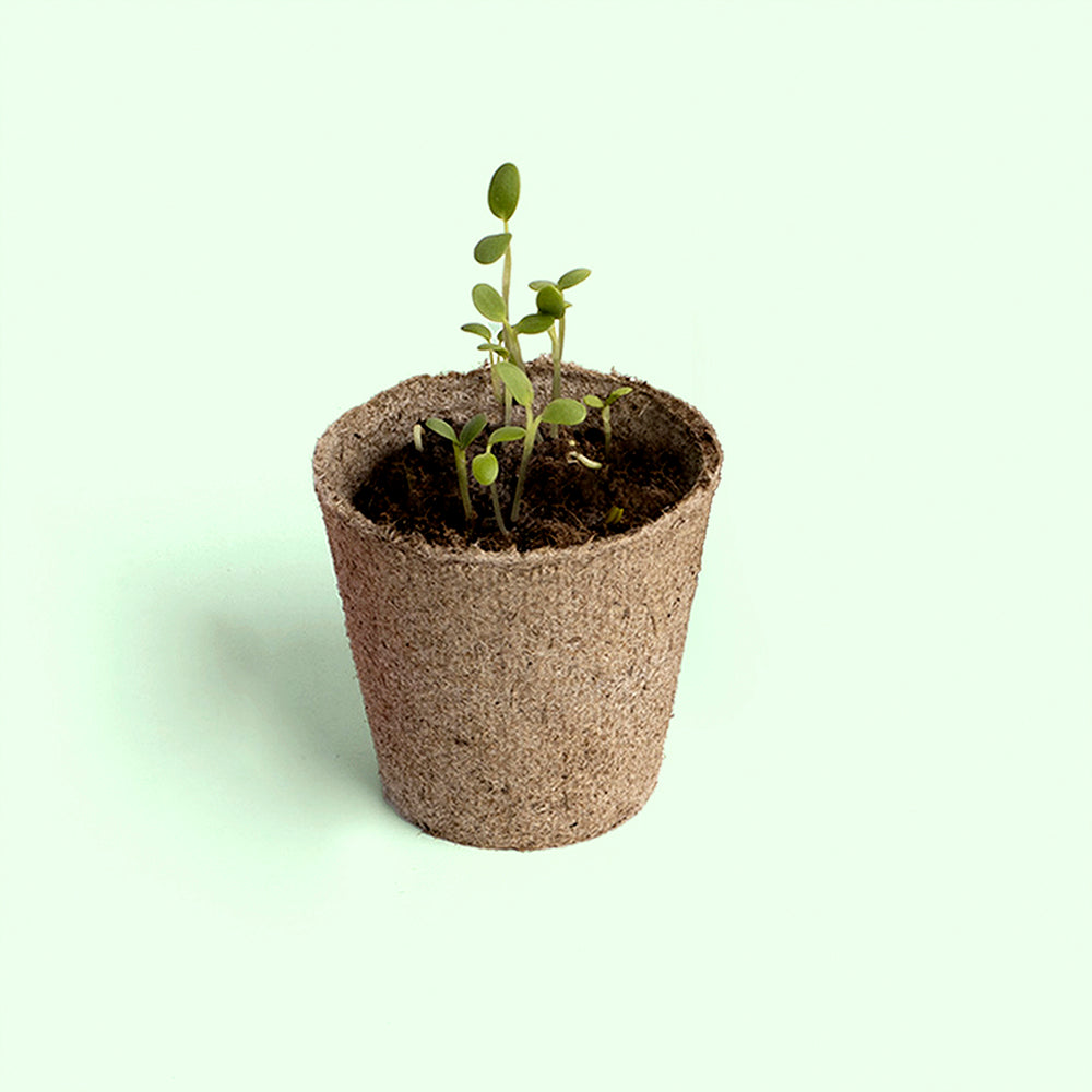 Display Plant and Discover Resetea – Jak kiełkuje nasiono
