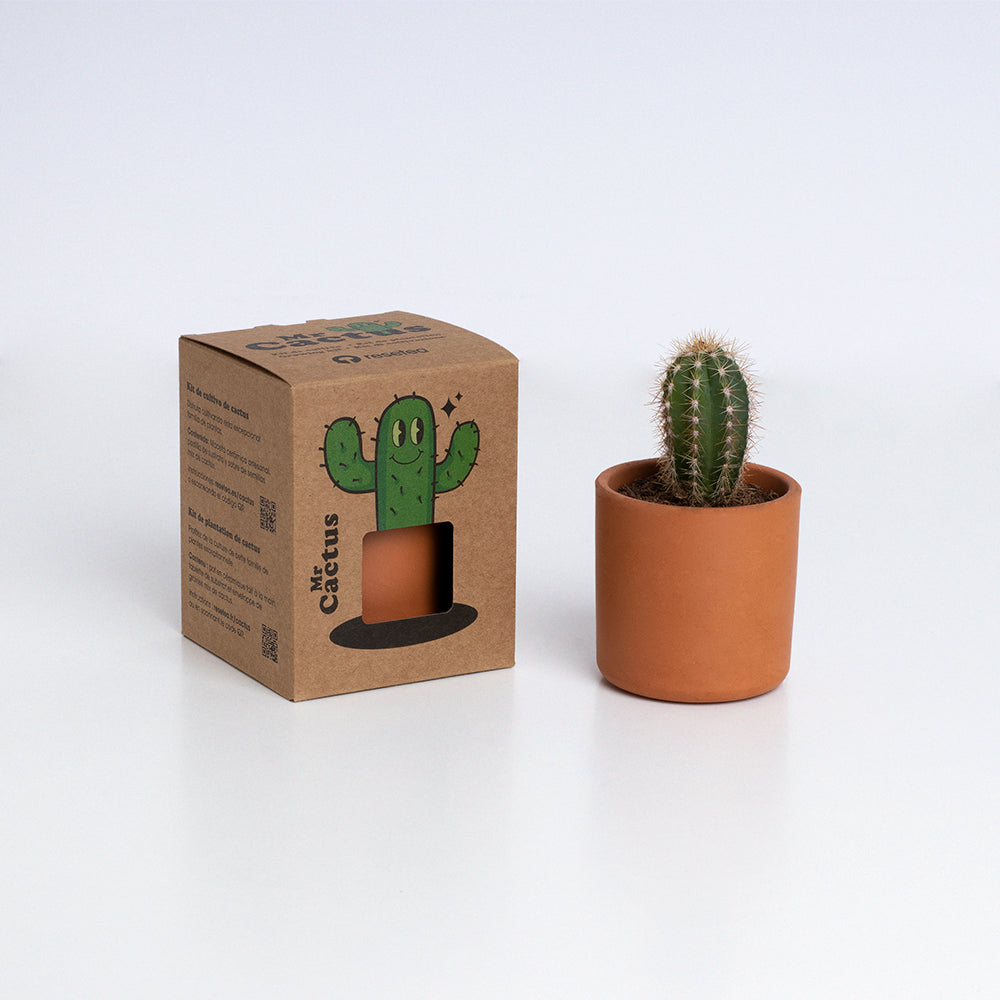 Roślinka Mr Cactus Resetea